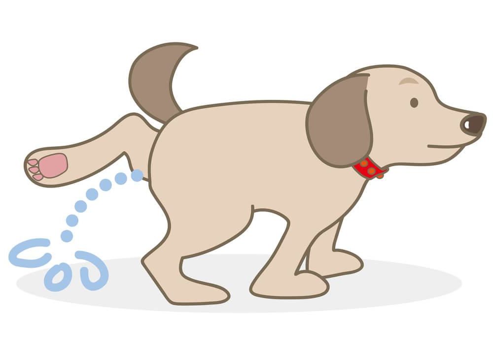 ᐅ Inkontinenz (Blasenschwäche) beim Hund › Inkontinenz beim Hund