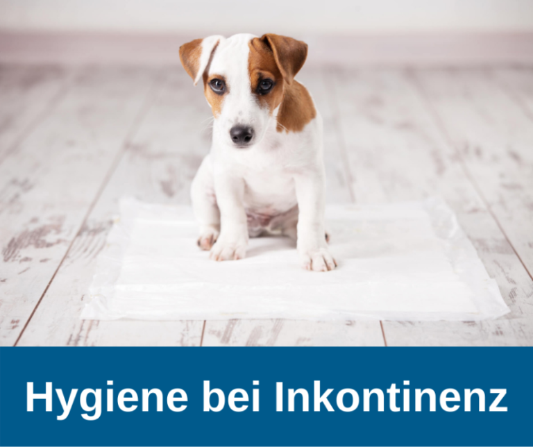 ᐅ Hygienehilfsmittel wenn der Hund inkontinent ist › Inkontinenz beim Hund