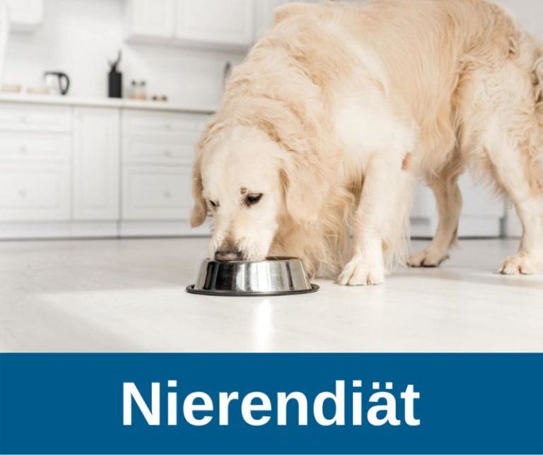 ᐅ Nierenerkrankungen beim Hund › Inkontinenz beim Hund